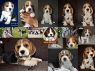 BEAGLE SHOW QUALITY and PET QUALITY ลูกบีเกิ้ลคุณภาพระดับประกวด